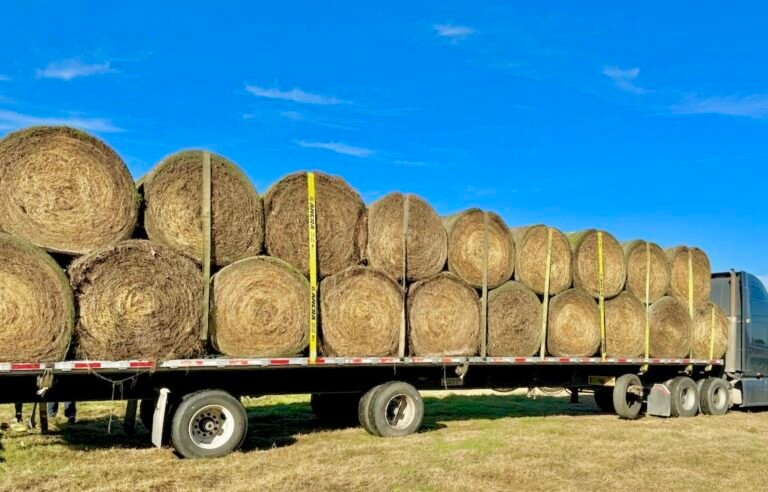 Coastal Bermuda Hay