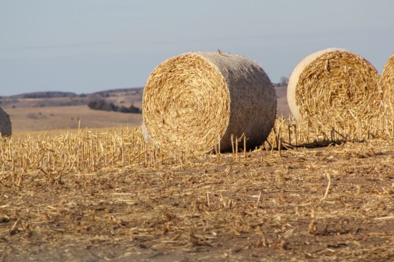 Corn Stalk Hay