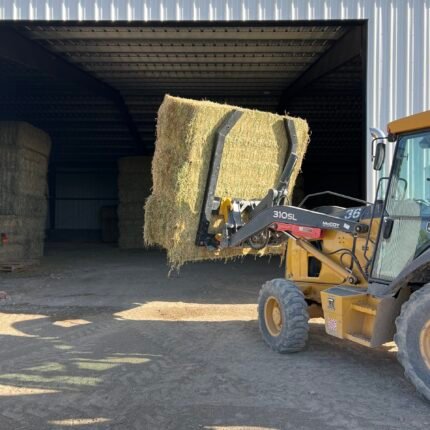 alfafa hay for sale