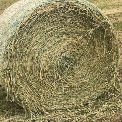 Wheat Hay